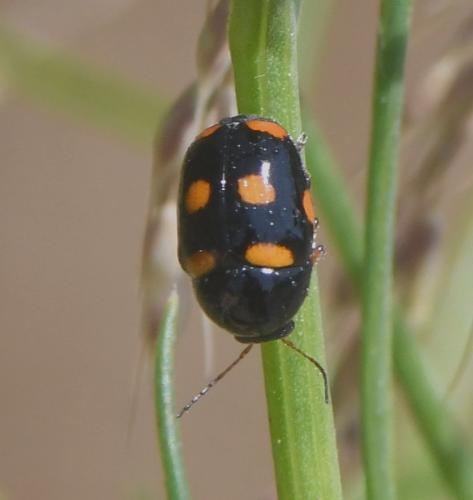 Réf. 234 768 : Cryptocephalus crassus